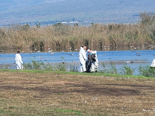 פינוי עגורים משמורת החולה (הדס כהנר רשות הטבע והגנים)