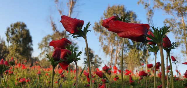 הנה זה בא: תיעוד מרהיב מהדרום