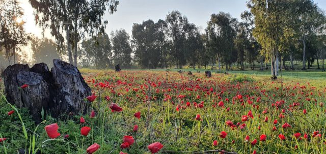 הנה זה בא: תיעוד מרהיב מהדרום