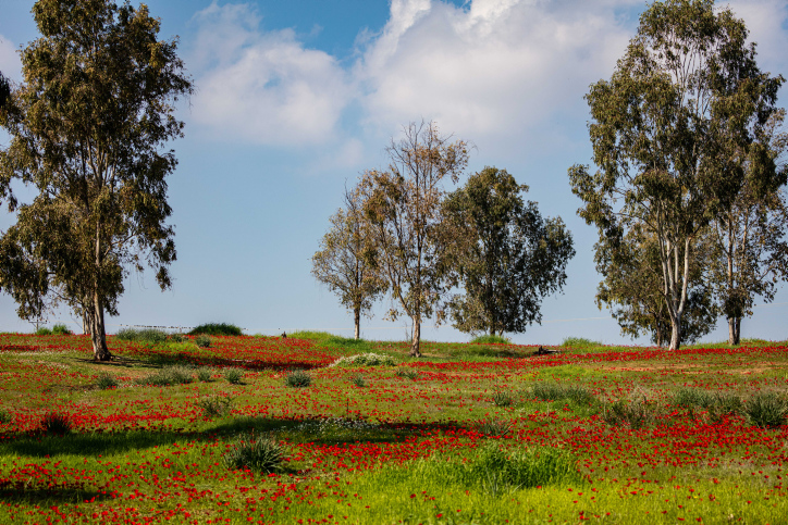 השירות המטאורולוגי בעדכון חריג: "שיא של עשרות שנים"