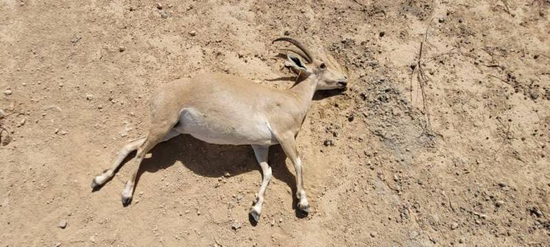 תעלומה: מה גרם למותם של 4 יעלים במצפה רמון?
