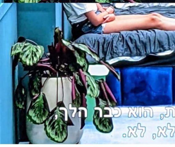 (צילום מסך מתוך האח הגדול)