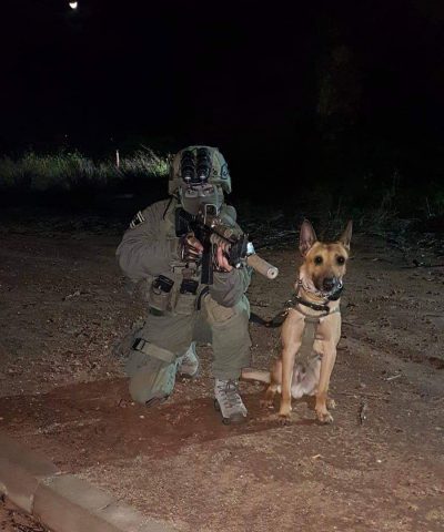 זילי הכלב שנהרג במבצע