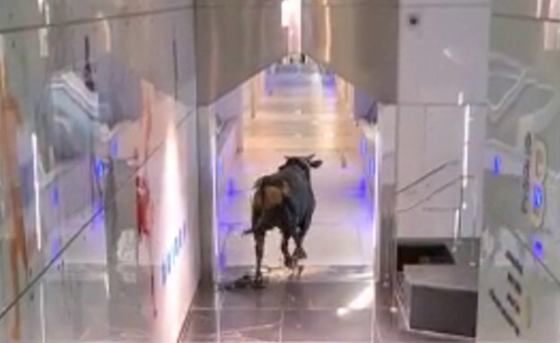 תיעוד חריג: שור זועם התפרע בתוך בנק בלוד • צפו