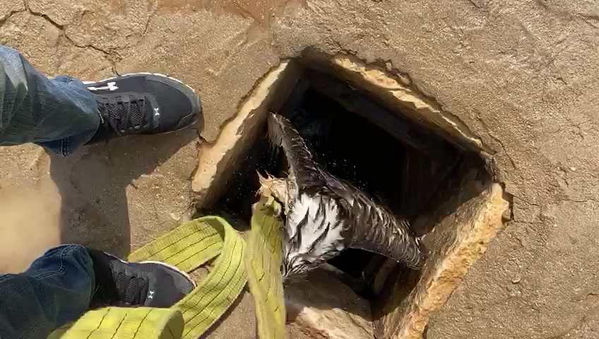 צפו: חיוואי חולץ מבור מים שהתמלא מי גשם