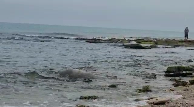 יוליה שרית פלאצי רשות הטבע והגנים (1)