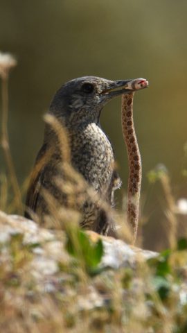 צוקית אוכלת נחש (אריאל מתוק, דוברות החברה להגנת הטבע)