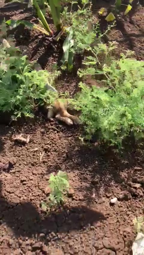 WhatsApp Video 2023-06-05 at 10.07.21
