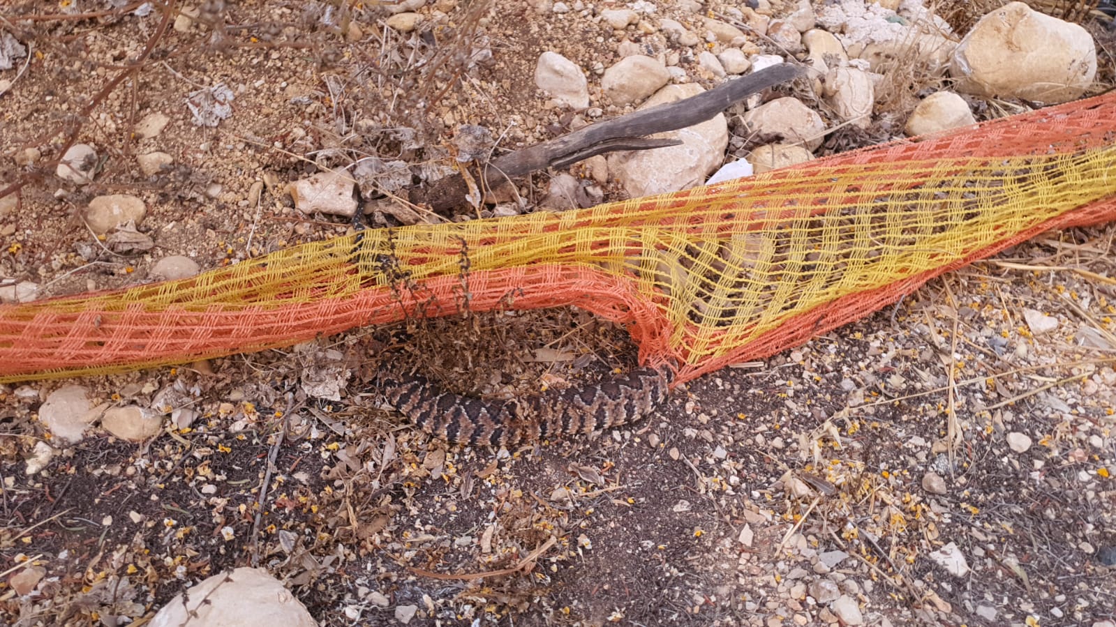 צפו: נחש צפע הסתבך ברשת וחולץ בשלום