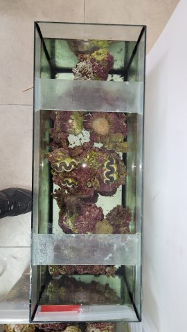 חשד: החזיק בביתו אוצרות טבע מוגנים ונעצר