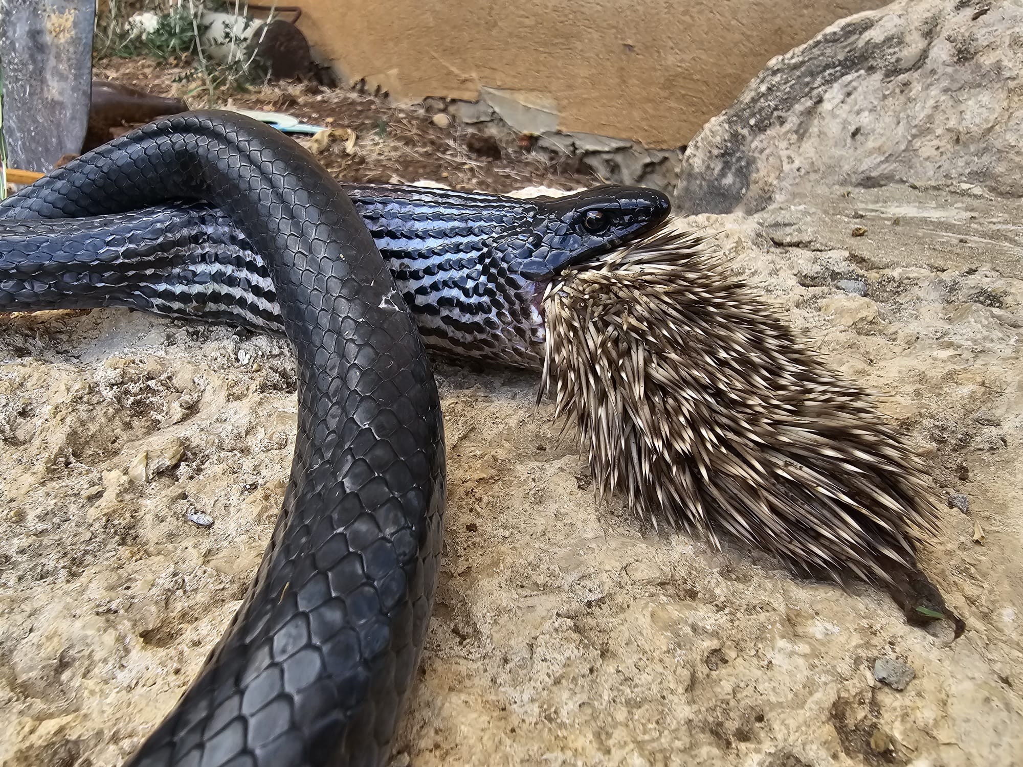 אירוע חריג: נחש ניסה לאכול קיפוד – ומת מהקוצים