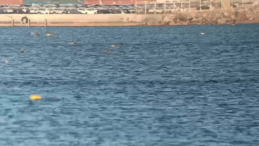 WhatsApp Video 2023-08-08 at 10.27.23