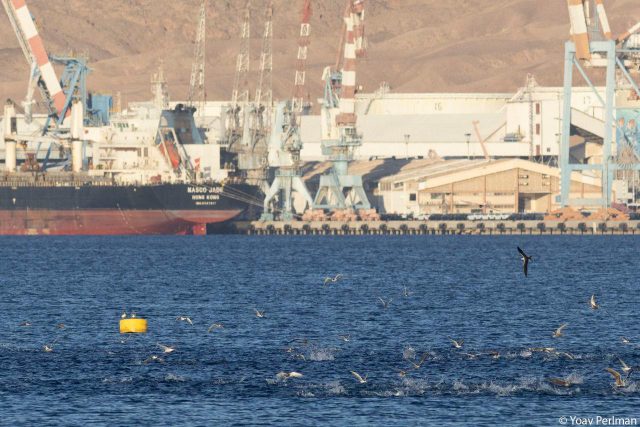 תיעוד מרהיב: מאות ציפורים בטירוף ציד דגיגונים בים סוף