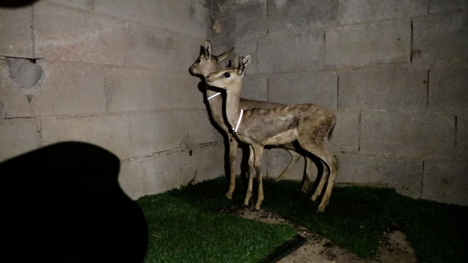 נעצר חשוד פלסטיני בצייד חיות בר באזור בנימין