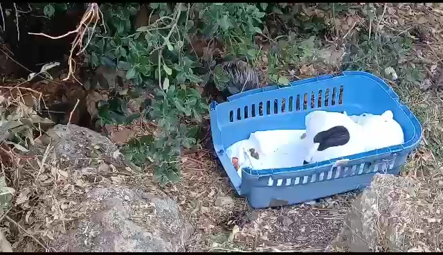 WhatsApp Video 2023-08-16 at 08.07.36 (1)