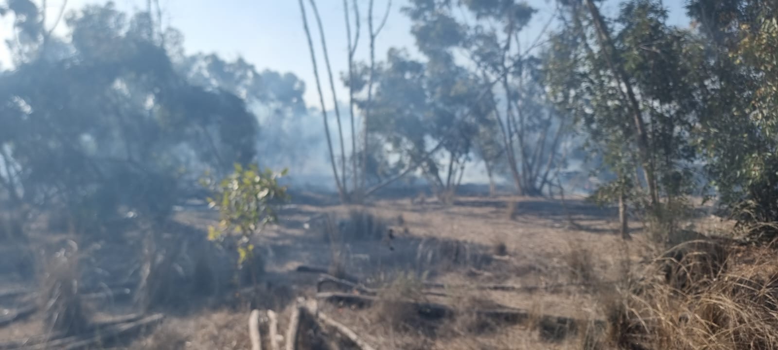חשד להצתה מבלון תבערה: שריפה פרצה ביער בארי