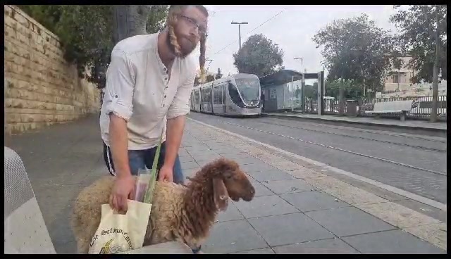 פעיל חוזרים להר