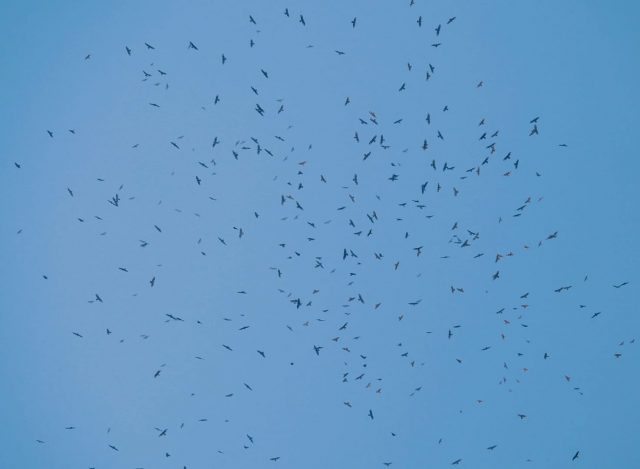 בגלל פקק אווירי: 50,000 עיטי חורש נצפו בשמיים