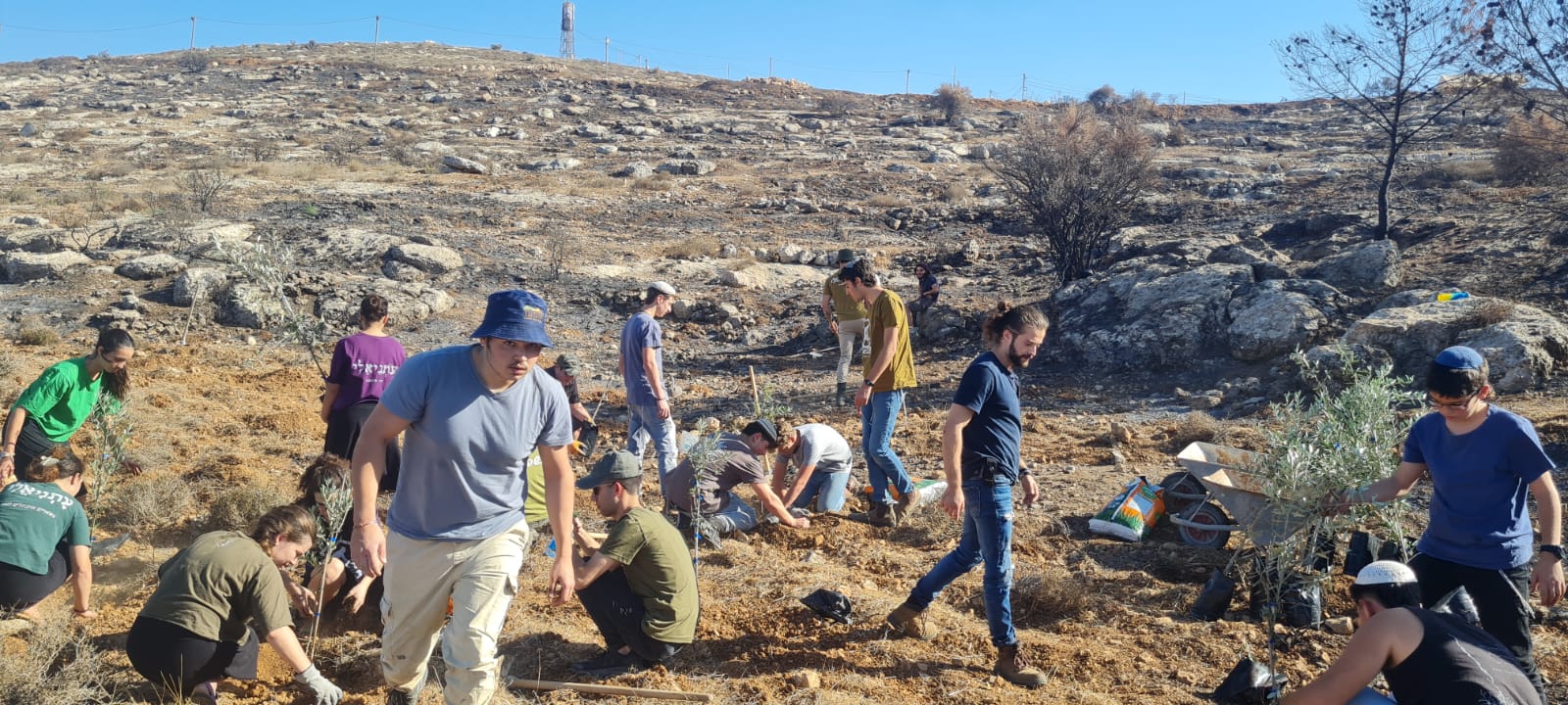 לזכרו של פדיה מרק: מטע זיתים חדש בעתניאל