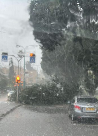 עץ שנפל ברחוב חניתה בנווה שאנן (דוברות המשטרה)