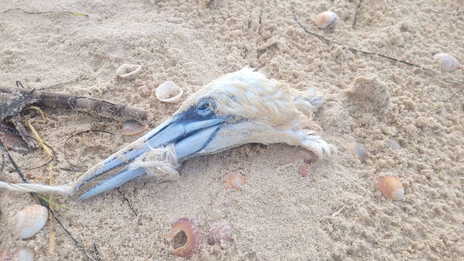 סוף עצוב: זוג ציפורים מתו עקב פסולת בחוף