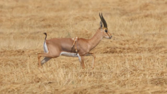 הצבי (קרדיט: עמיר בלבן, החברה להגנת הטבע)