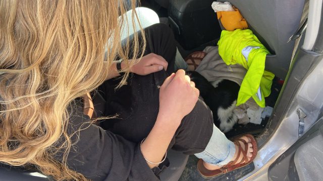 בדרך להקריב קרבן בהר הבית: 13 חשודים נעצרו