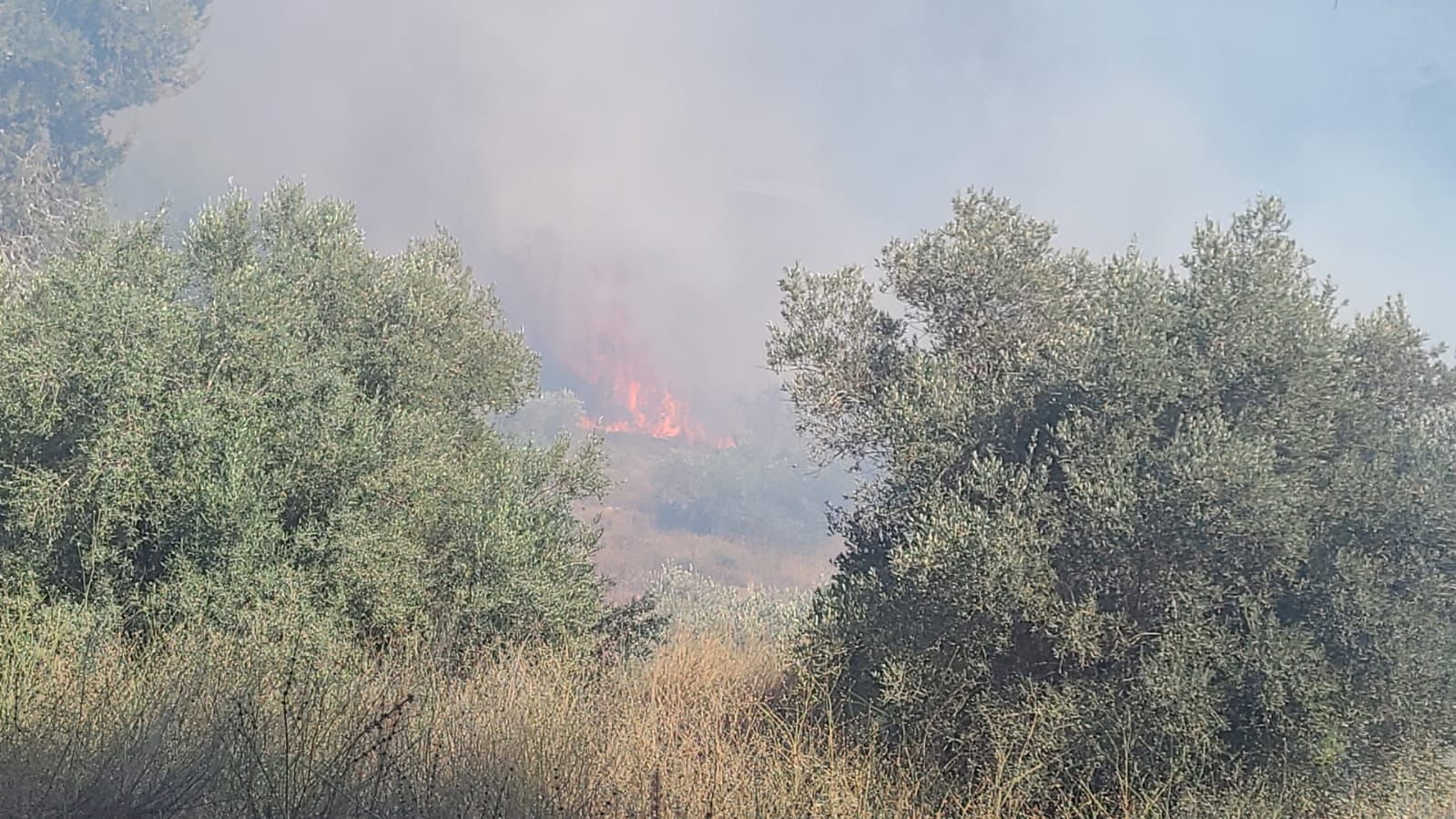 שריפת ענק פרצה ביער שורש: כוחות הכיבוי פועלים לכבותה