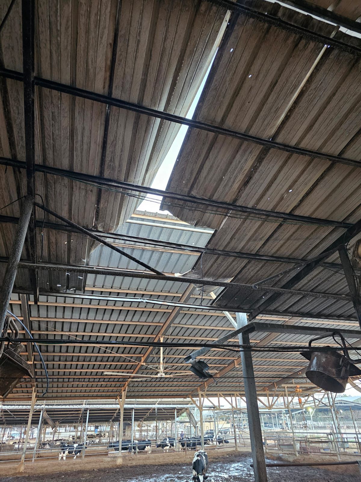רקטה נפלה בתוך רפת בעין השלושה: שלוש פרות נהרגו
