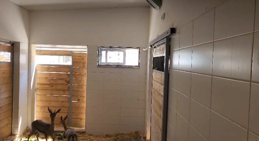 WhatsApp Video 2024-06-25 at 16.08.44