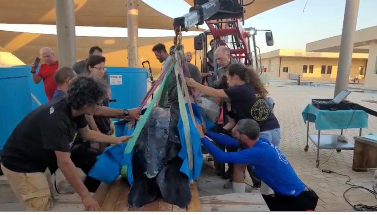 צב הים הגדול בעולם הגיע פצוע לחופי ישראל