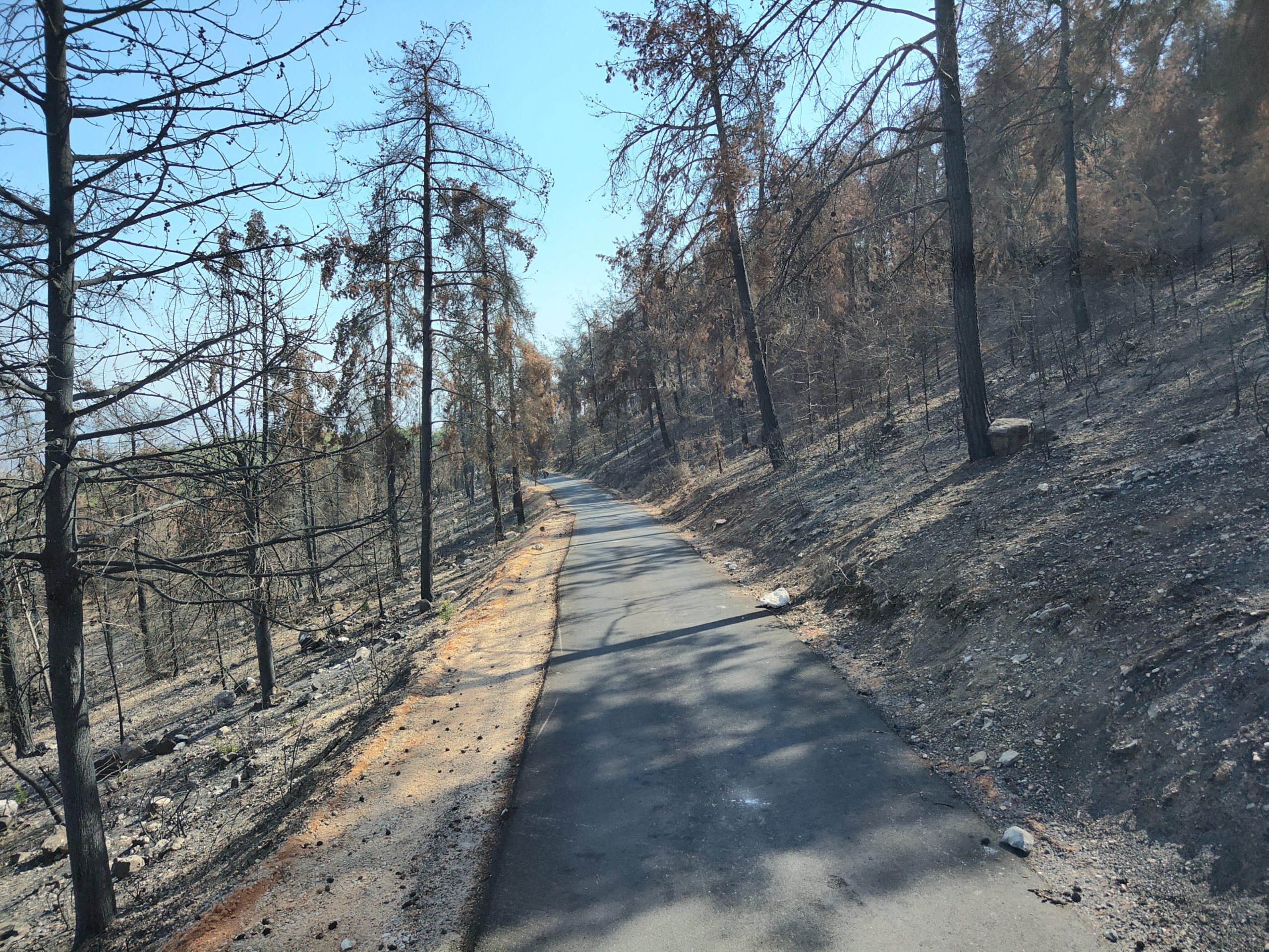בתי הגידול של בעלי החיים נהרסו: המלחמה הסבה נזק עצום לטבע