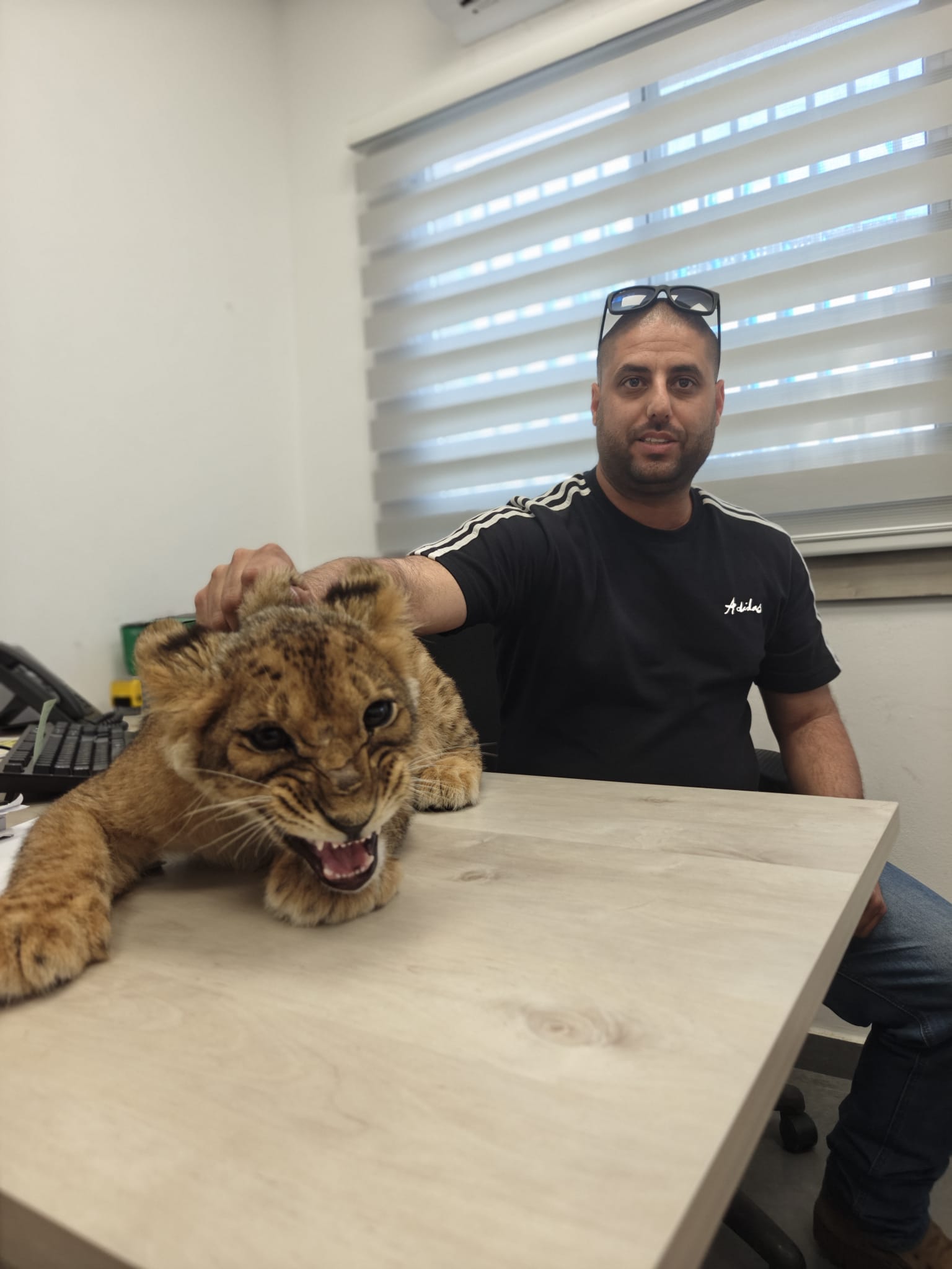 גורת אריה