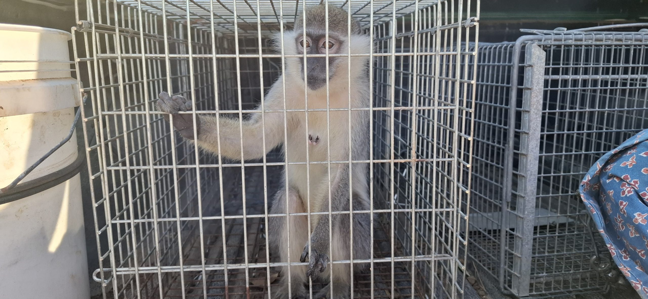 התופעה לא עוצרת: קוף נוסף אותר מוחזק באופן לא חוקי