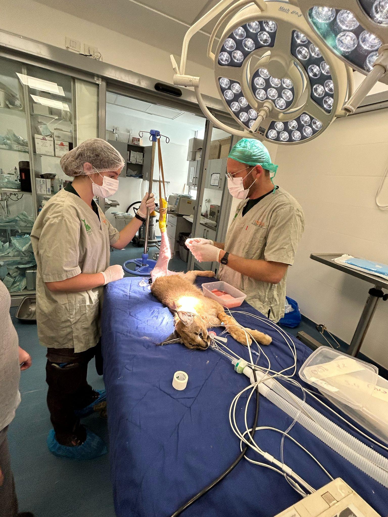 ניתוח קרקלית (אורית שוסהיים)