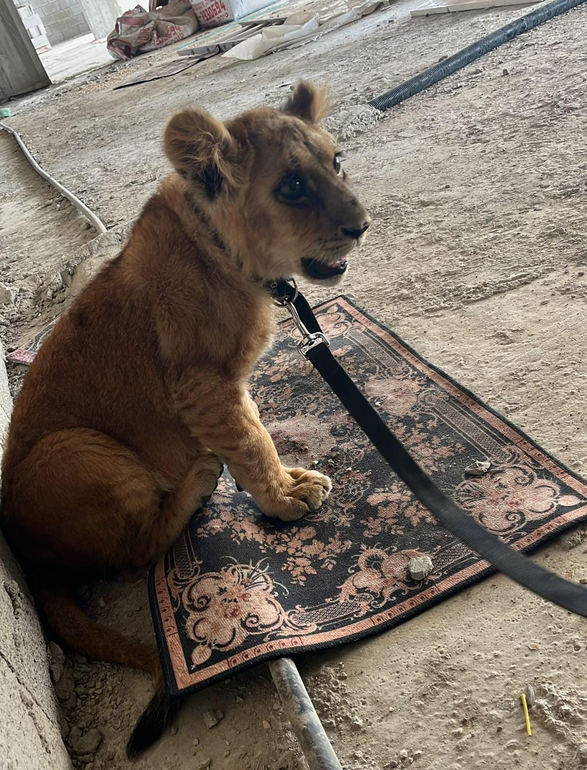 בפעילות נגד עבריינים בטירה: אותר גור אריה במצב בריאותי ירוד