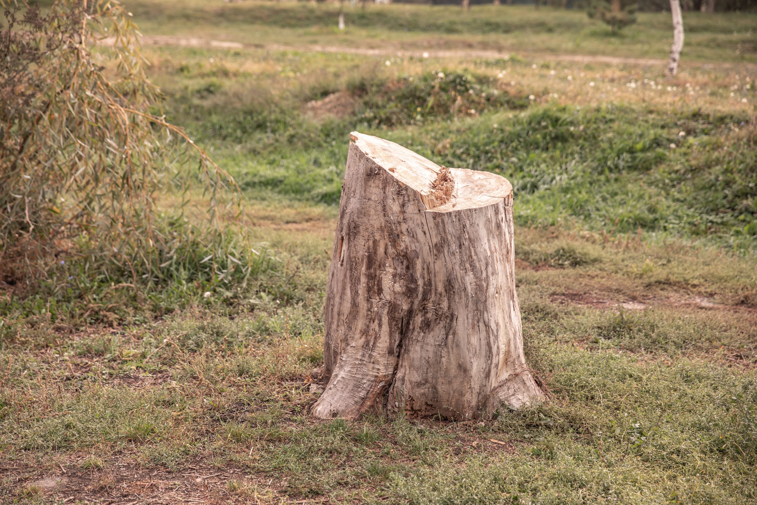כריתת העץ שהובילה ל-4 שנות מאסר