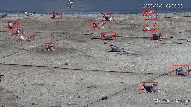 מחקר על מושבת הקינון של שחפיות בעתלית, בעזרת בינה מלאכותית. (צילום – יוסף כיאט, החברה להגנת הטבע)