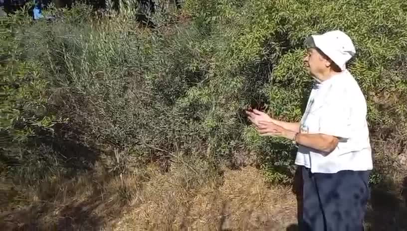 אירניה