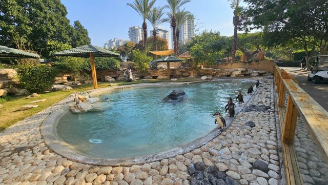 קרדיט: באדיבות חי פארק קריית מוצקין