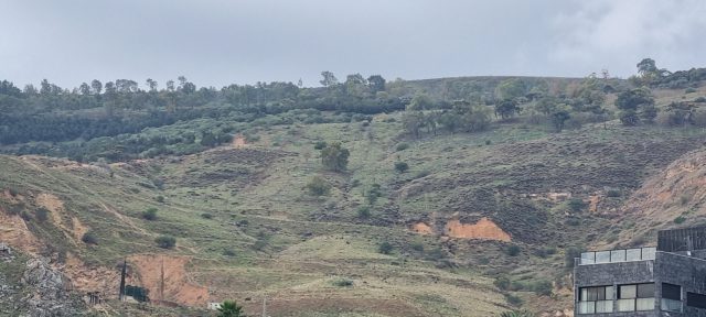 יער שוויץ