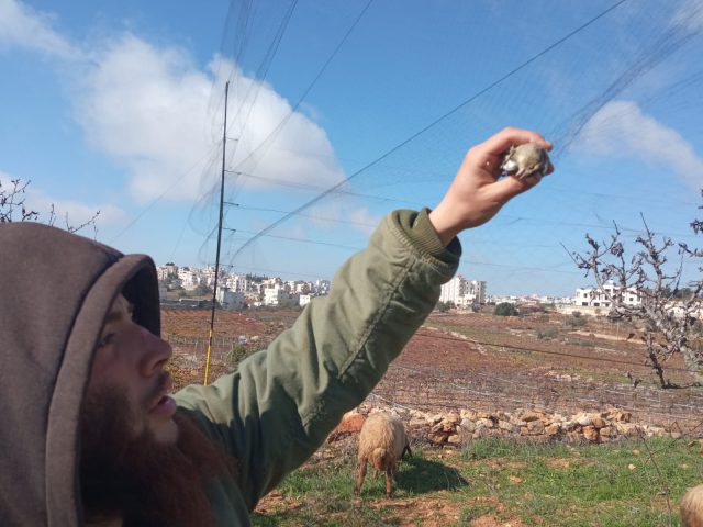 שחרור הציפור |