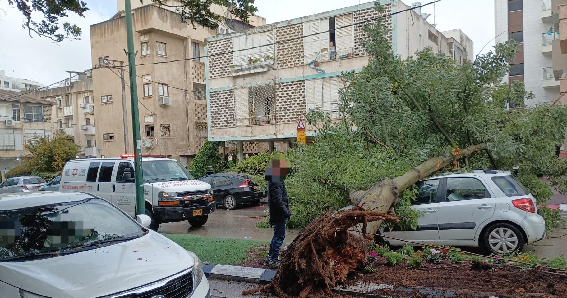 "נגמר בנס": עץ קרס על רכב בהרצליה – הנהג לא נפצע