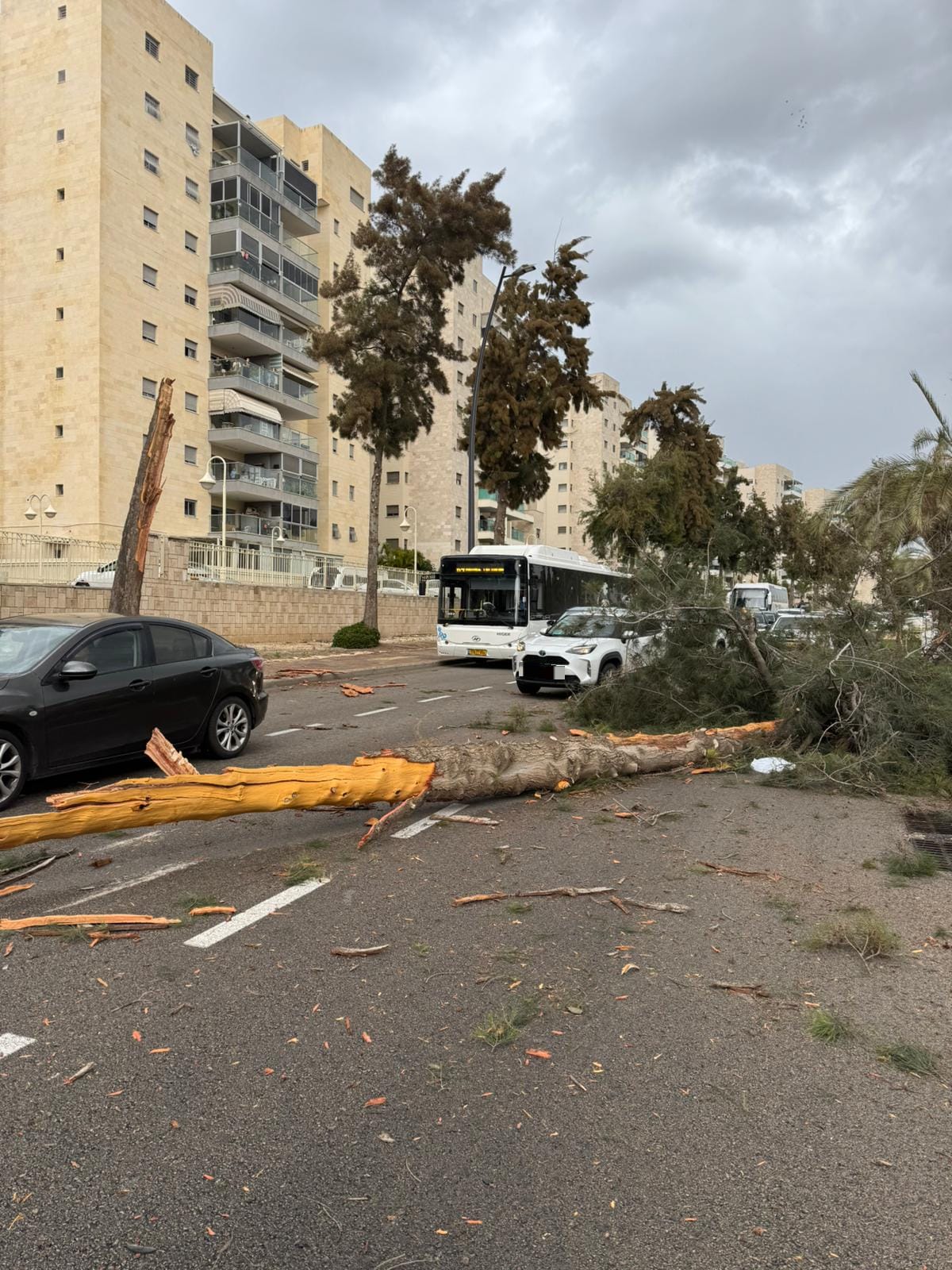 "נגמר בנס": עץ קרס על רכב בבני ברק – הנוסעים לא נפצעו