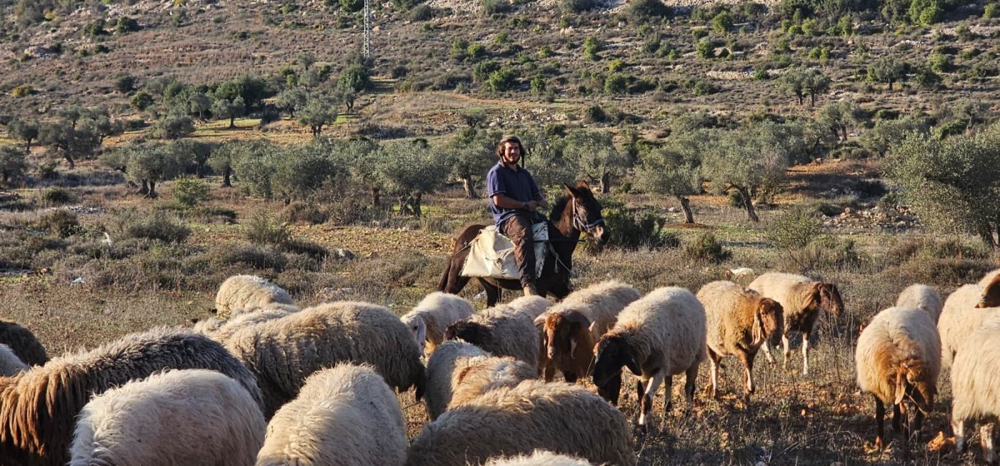 רועה צאן בגבעות