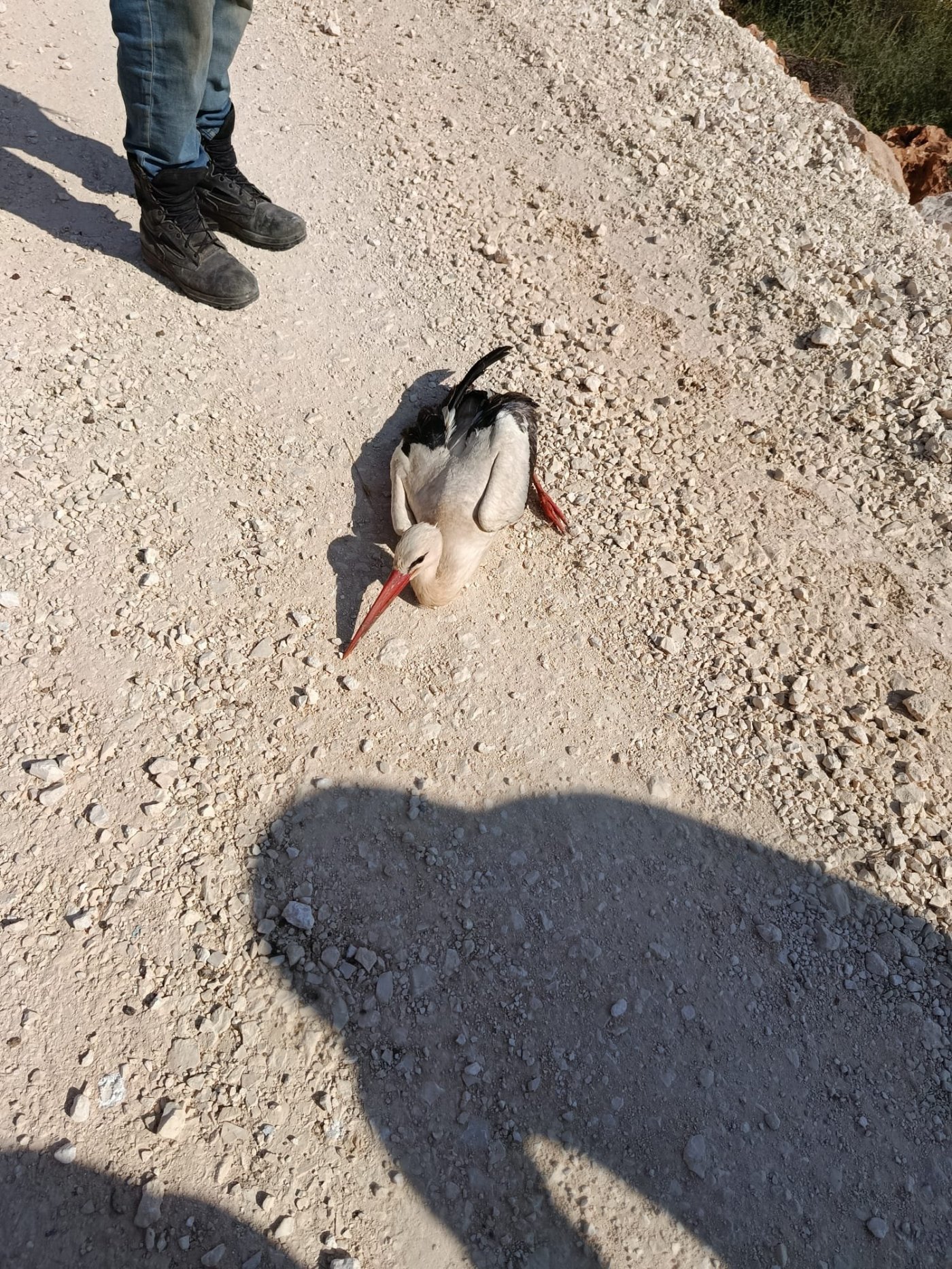 החסידה הפגועה בחוות צאן אביעזר