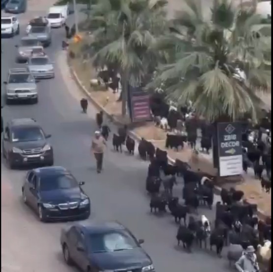 תושבי נבטיה לא מפחדים מצה"ל וכבר מתחילים לחזור הביתה