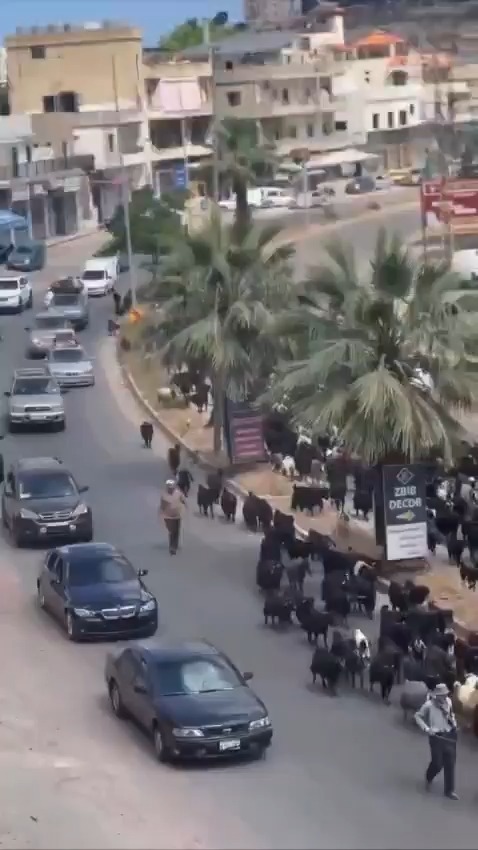 תושבי נבטיה חוזרים הביתה