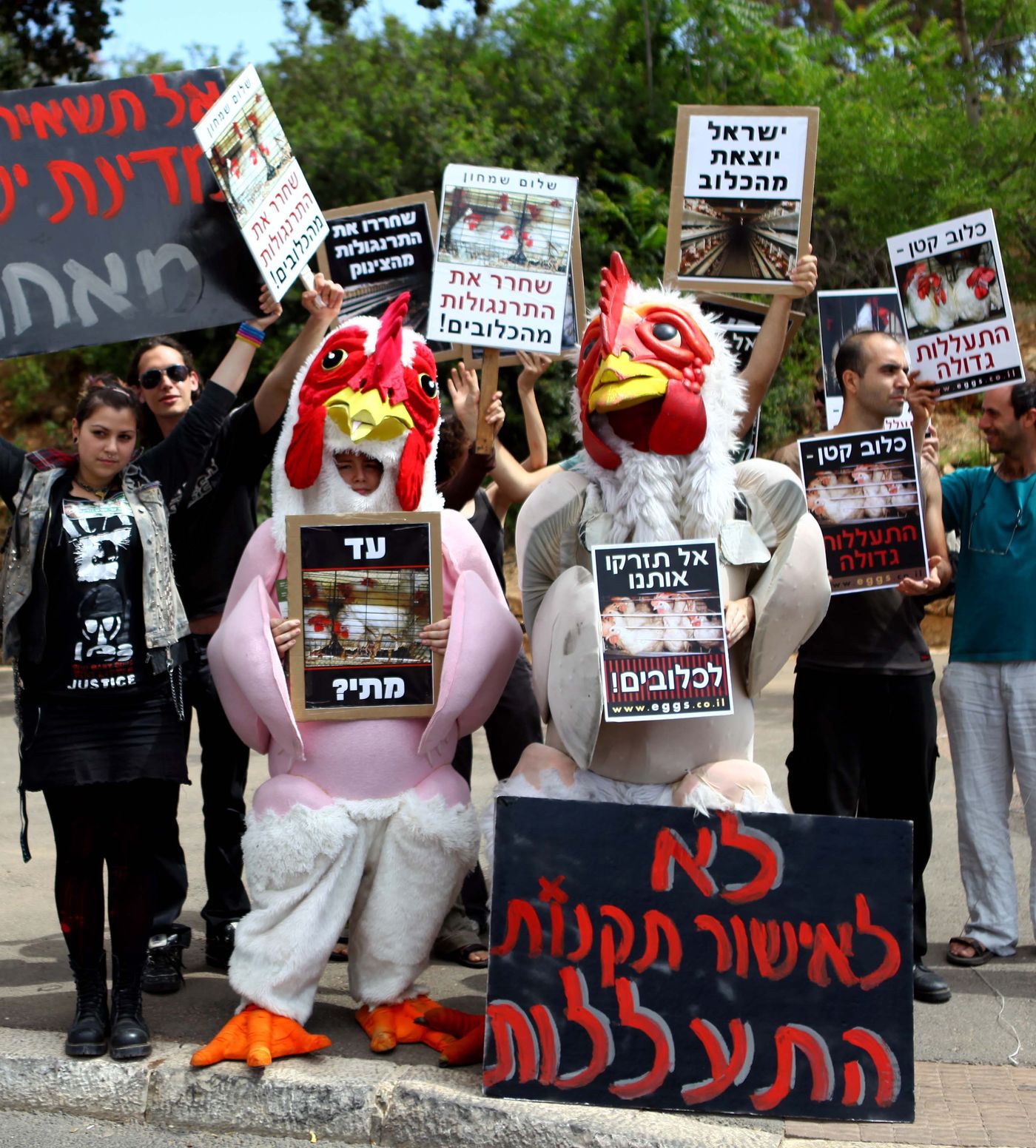 הלו דתיים, על כליאת תרנגולים בכלובי סוללה שמעתם?
