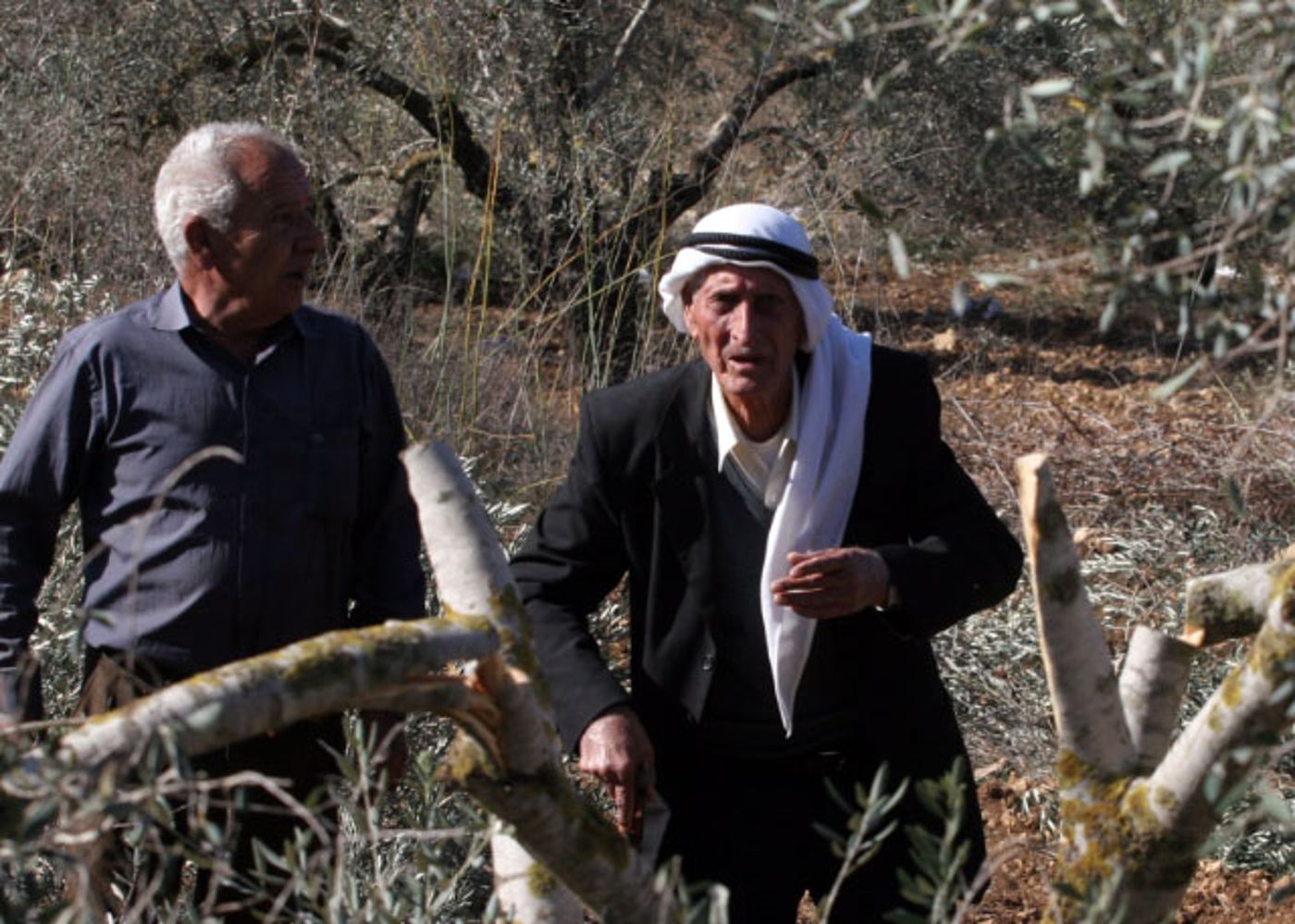שיתוף פעולה מפתיע בחברון: פלסטינים ויהודים למען עצי זית
